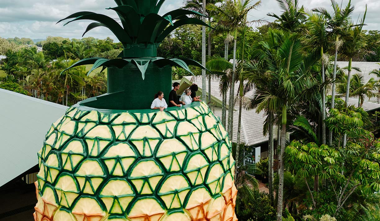 Climb the pine summary 2